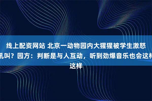 线上配资网站 北京一动物园内大猩猩被学生激怒吼叫?园方:判断是与人互动,听到劲爆音乐也会这样